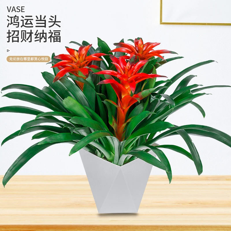 鸿运当头盆栽水培小红星凤梨花带花绿植室内客厅大型办公室绿植恩