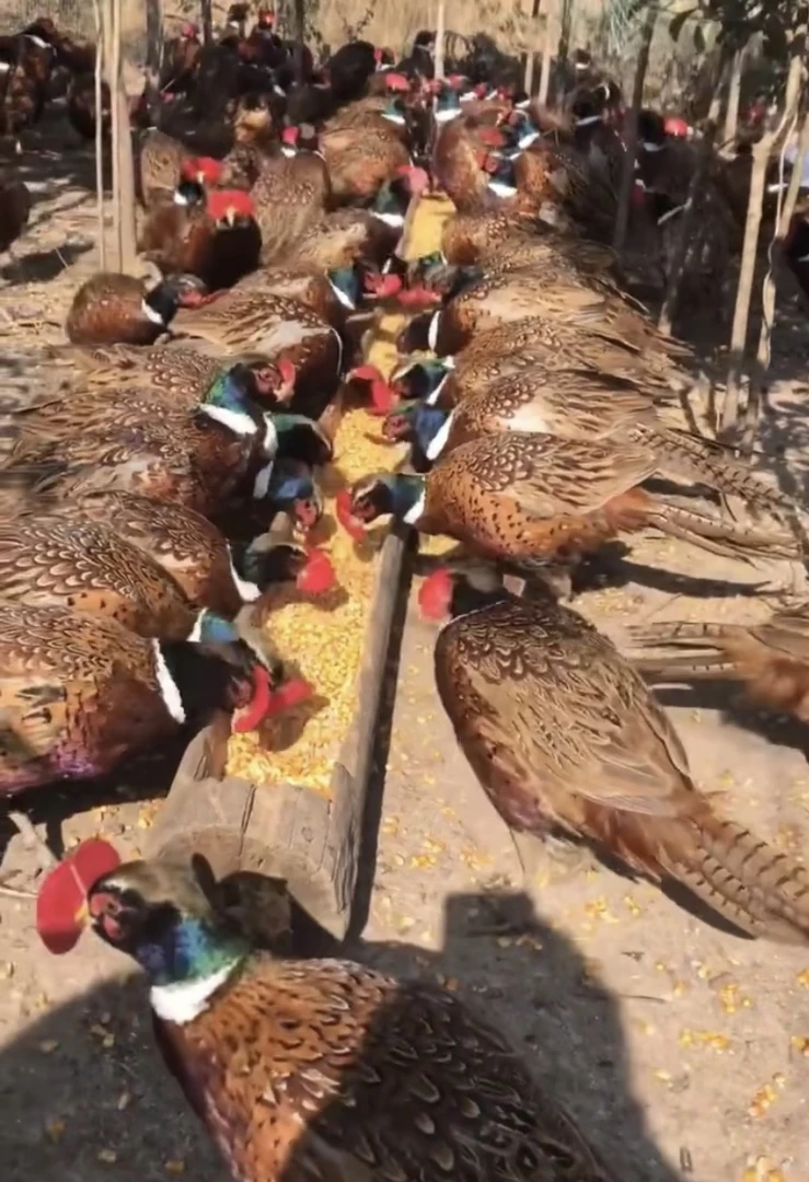 2只公七彩山鸡（包邮）