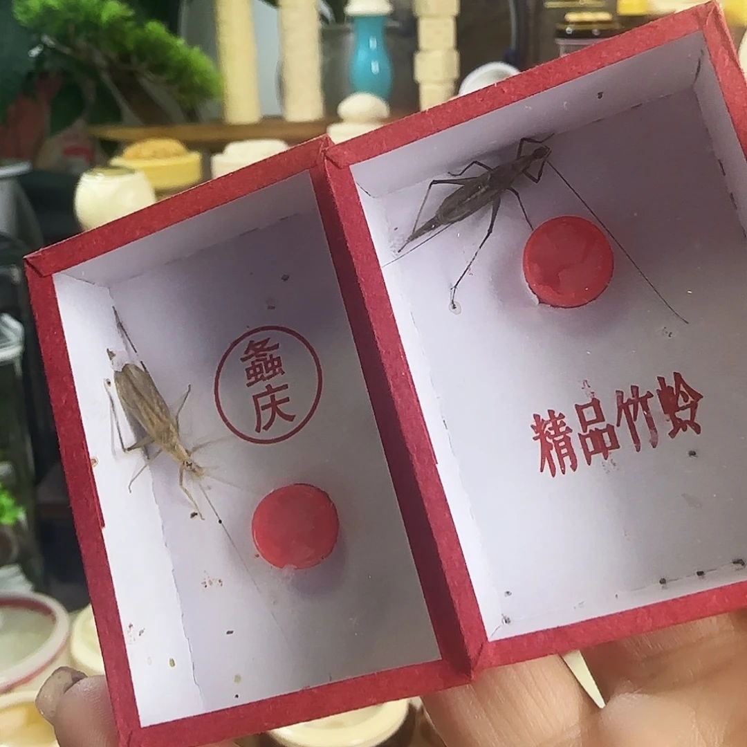 中须柬竹➕紫竹啊啊啊啊啊啊