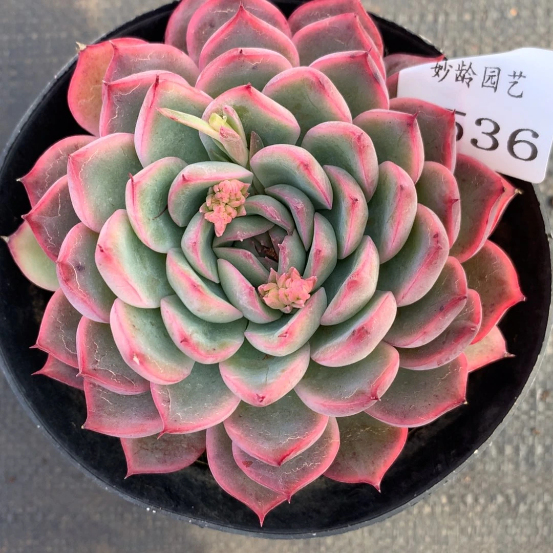 6536杂交多肉植物