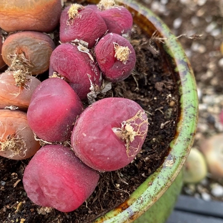 266一组一组一组