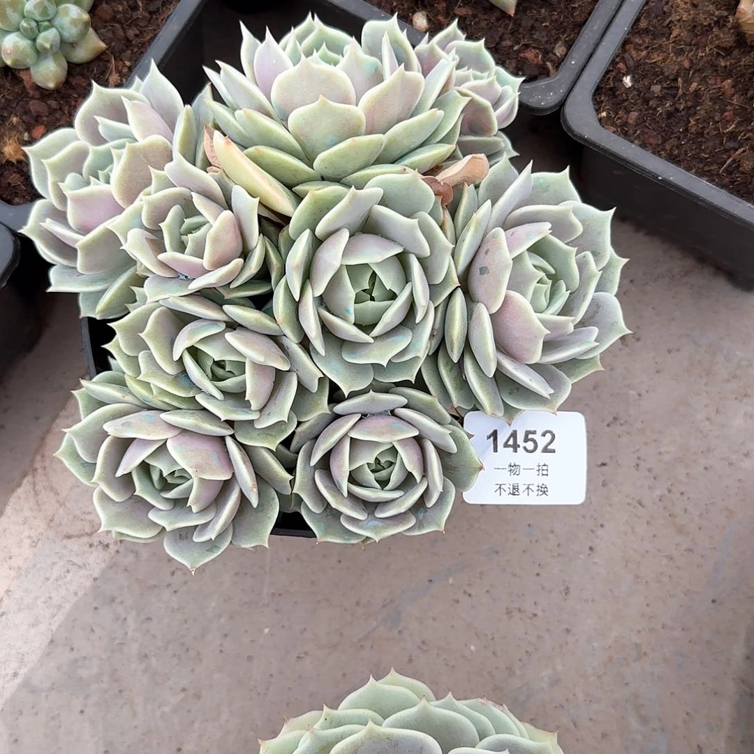 琦*”1452露娜莲。