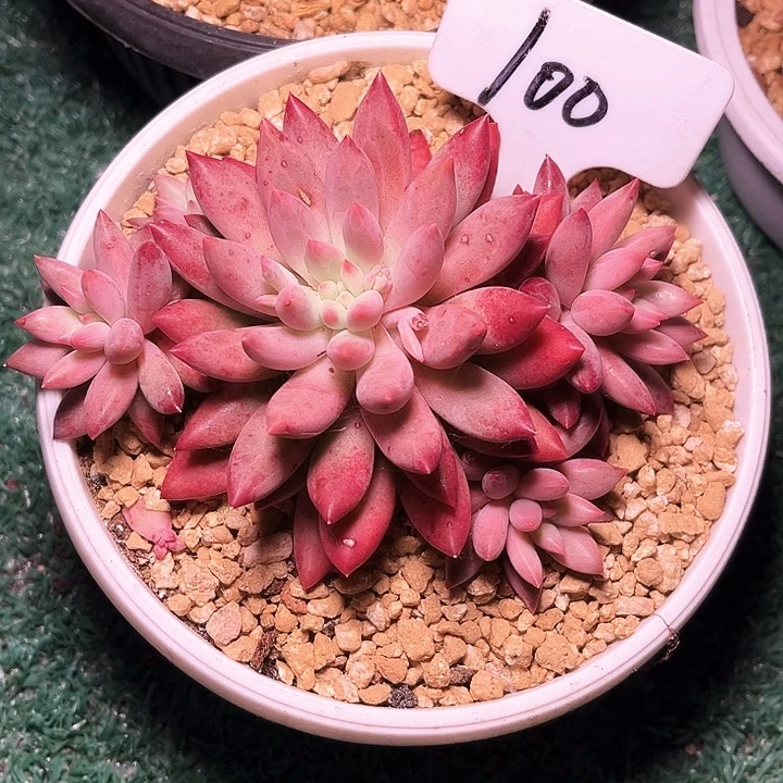 虞100号码牌子的话题了