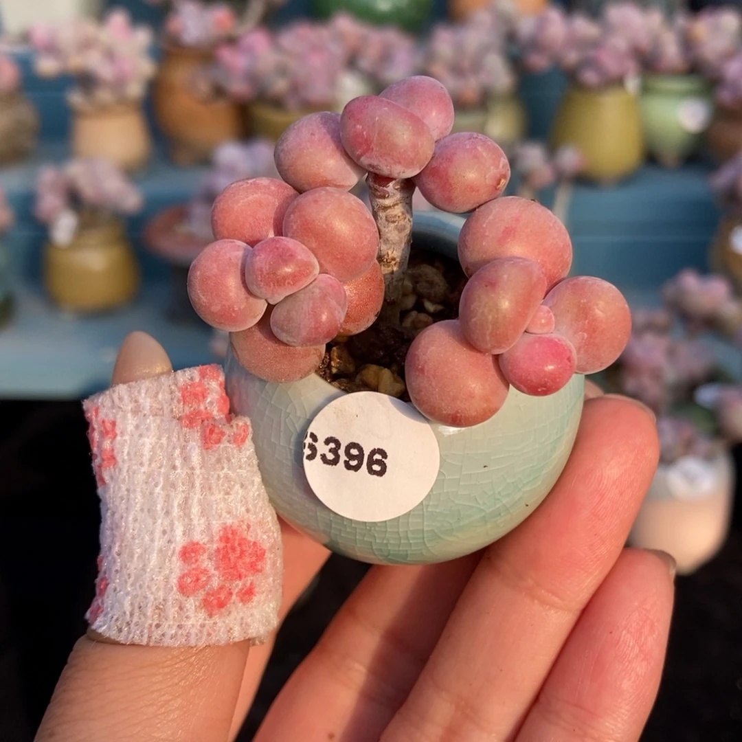 6396糖果腰子蛋带盆土