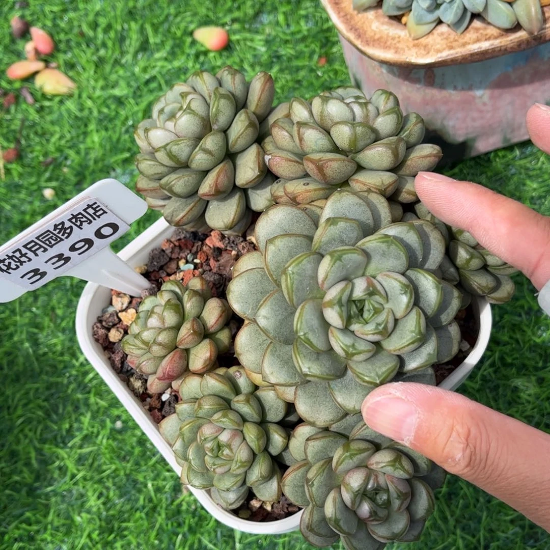 往***生多肉植物3390. 一定要拍个冷链哦
