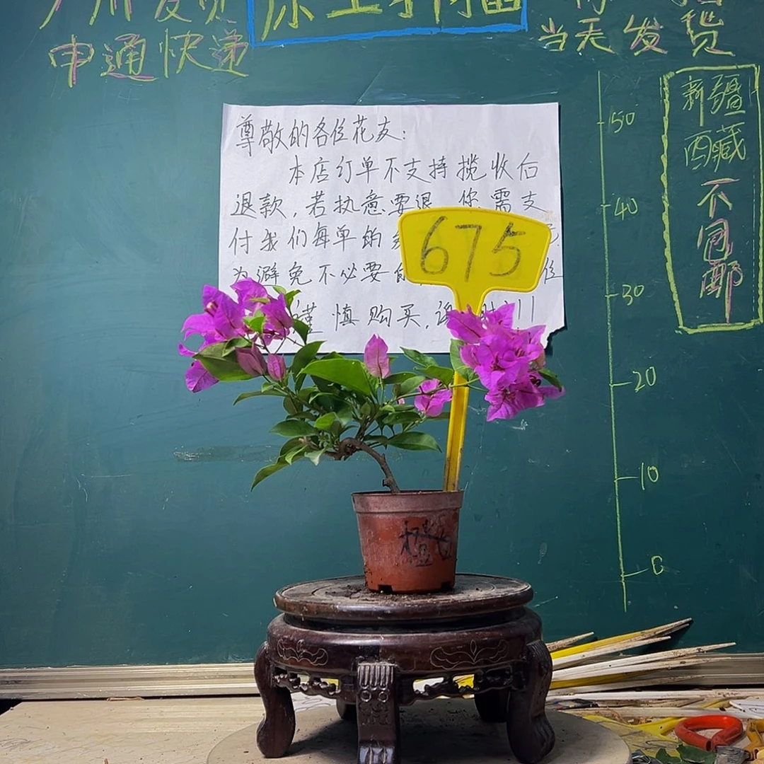 当前无花栽培后可以开花雪紫掌中宝675