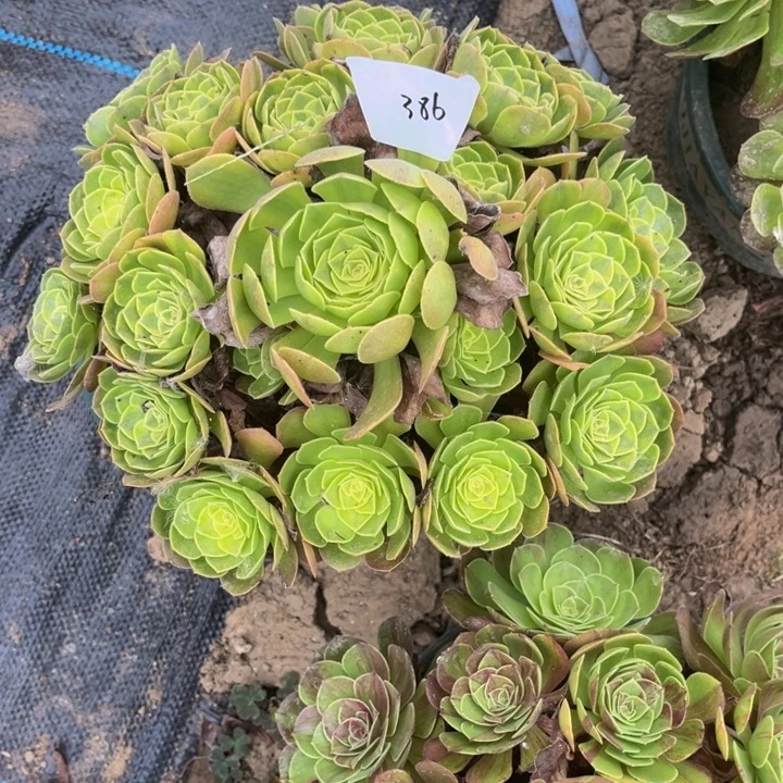 386雨荷多肉植物法师