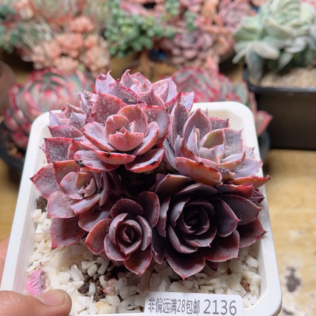 【闪购商品】2136晚霞之舞