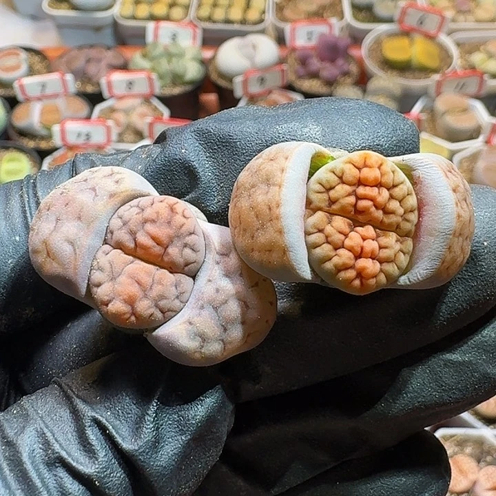 生石花22:；等。 33