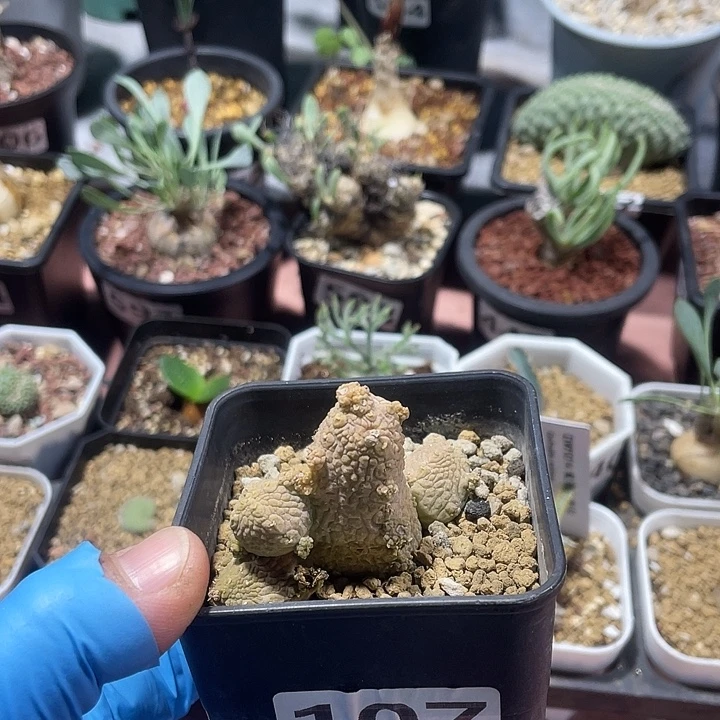 107蛇提玉仙人球，