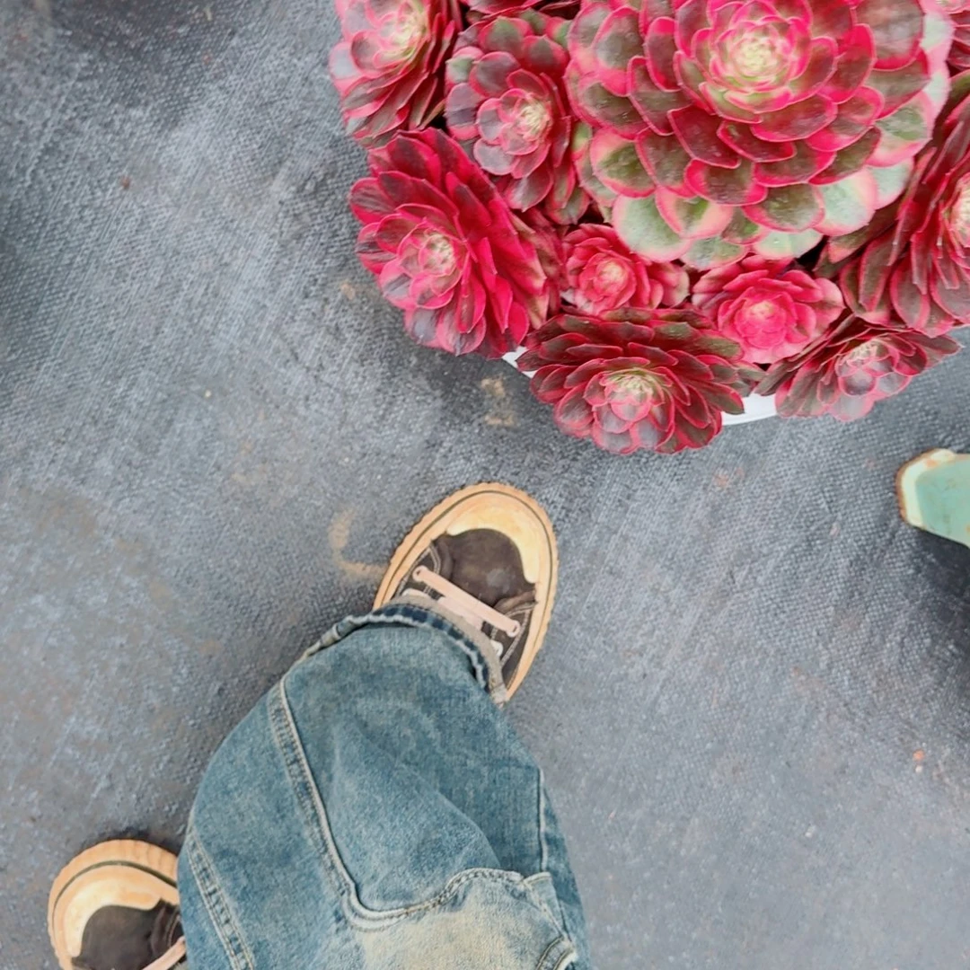 无花朵xnxnxnxnxnxnz