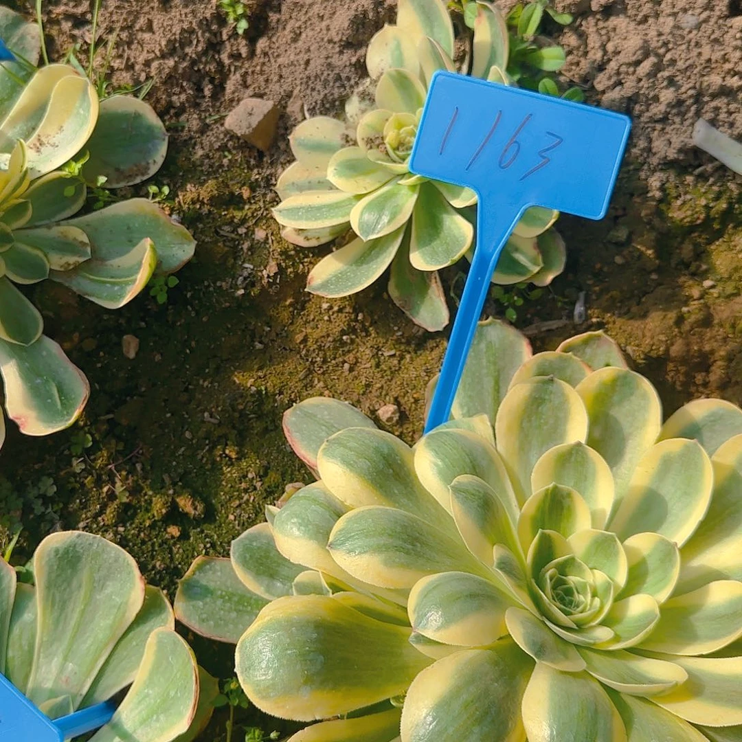 1163香龙盘白锦2颗小大哦哦哦