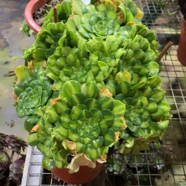 558翡翠琉璃多肉植物特价