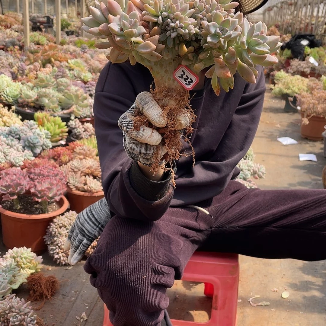 323淡雪缀（9号一物一拍多肉）