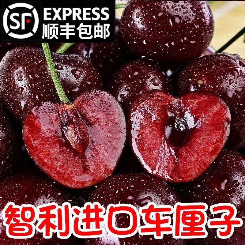 【2-4JD】【顺丰空运次日达】智利空运桑提娜车厘子脆甜多汁 净重5斤内附果径卡桑提娜樱桃智利共和国