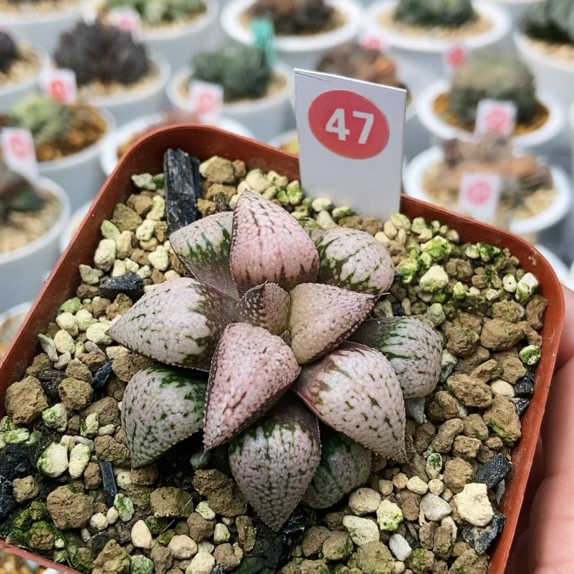 【闪购商品】47红宝石白银