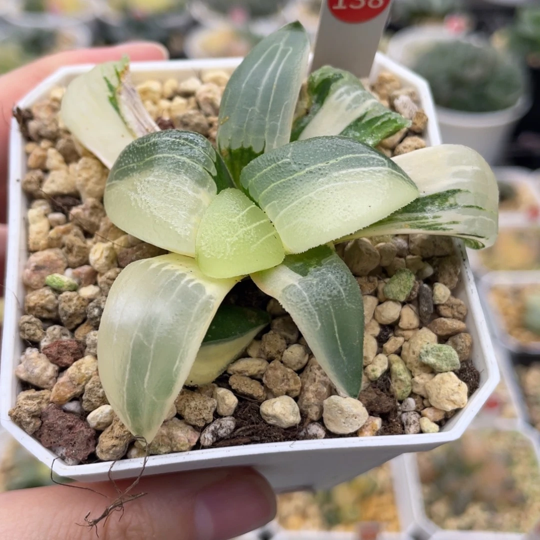 小蔡的菜园 138 糯阿锦