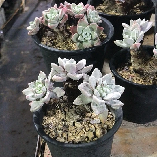 厚叶苹果叶仙女棒