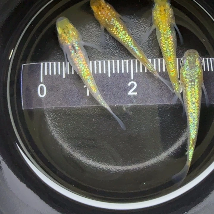 青鳉鱼猫饭星光41号