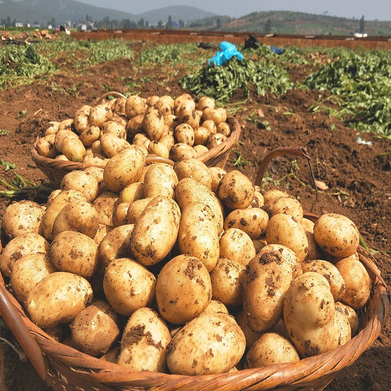 四川高山新鲜现挖小土豆黄皮黄心