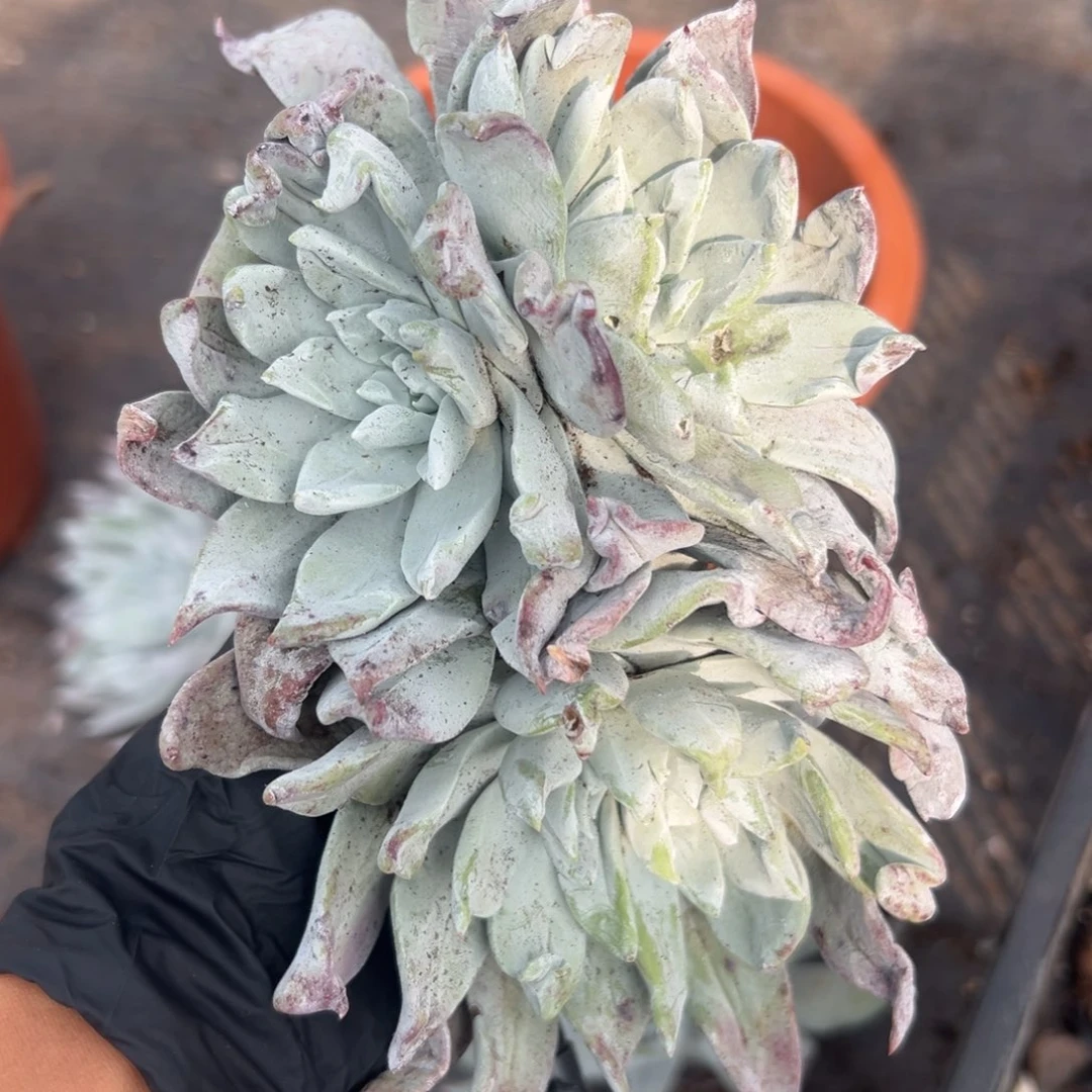 福利苹果叶杂～一物一拍3002