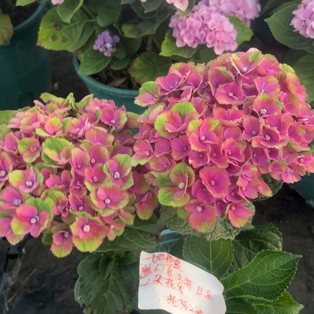 一加仑盆的魔幻夏洛特2朵花花发