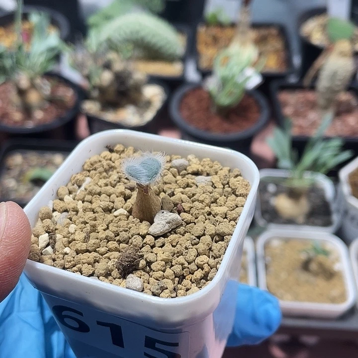 用***4615迷你毛叶石蒜块根，