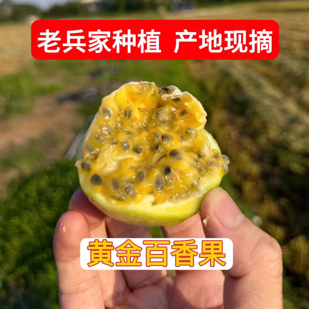 【老兵家百香果】黄金百香果新鲜现摘清甜多汁当季水果