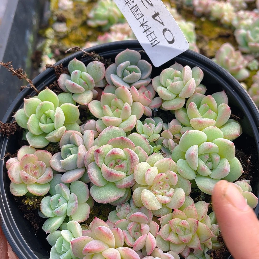 多肉植物多肉植物429