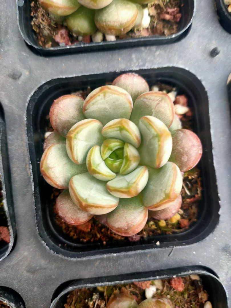 6.5盆葡萄多肉植物脱土发货