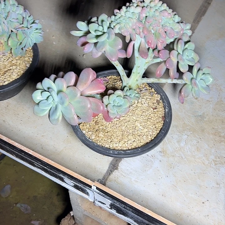 超大群生洛神群生缀化