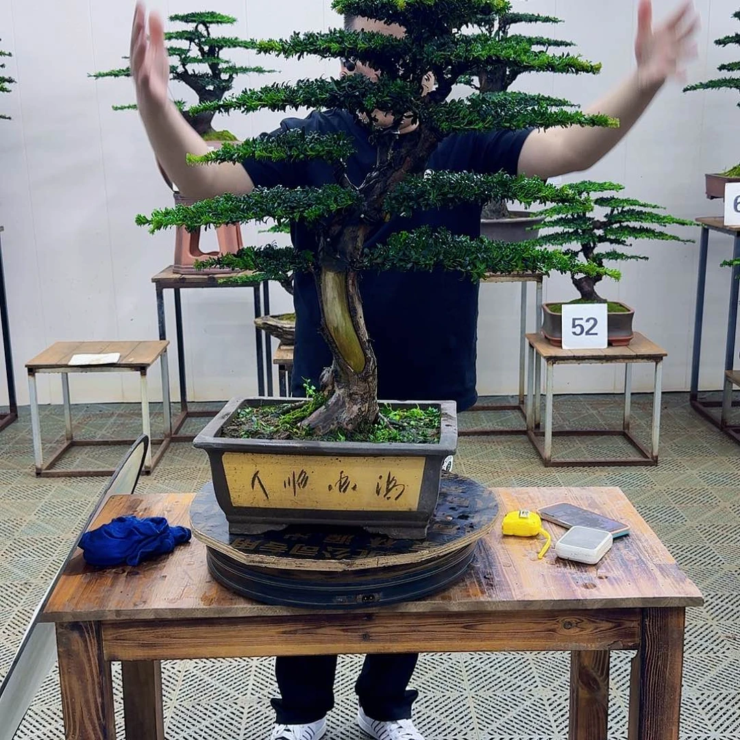 无花朵珍珠罗汉松造型盆景
