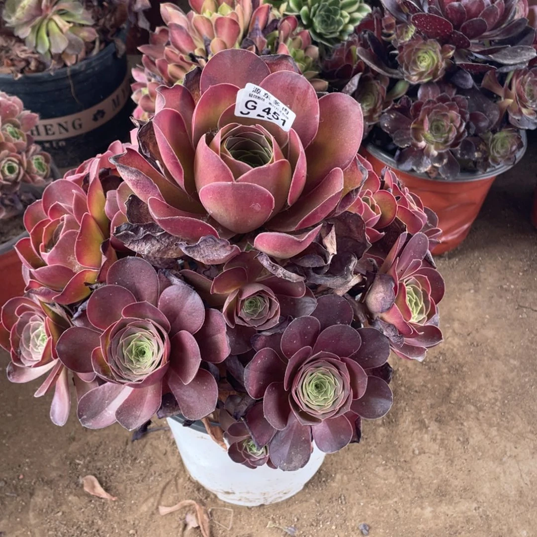 451魅金玫瑰多肉法师断枝不包