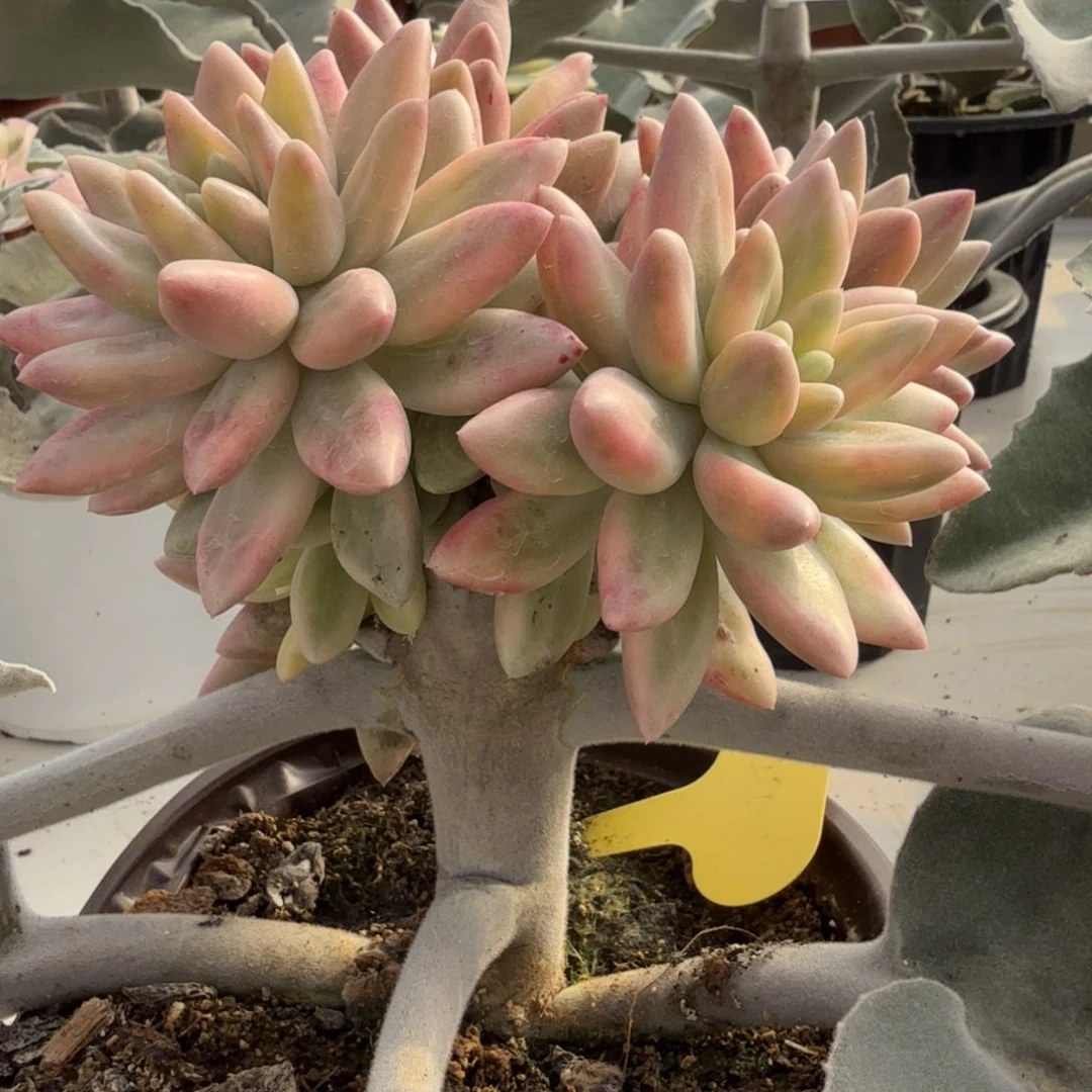 蜜桃啵啵手捧 安吉园艺