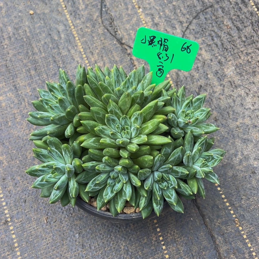 一物一拍多肉植物