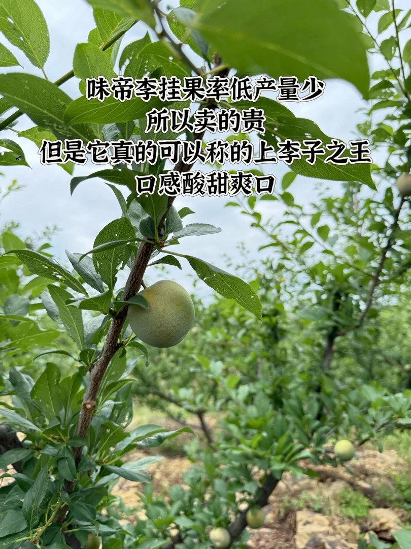高山味帝帝王李子顺丰包邮