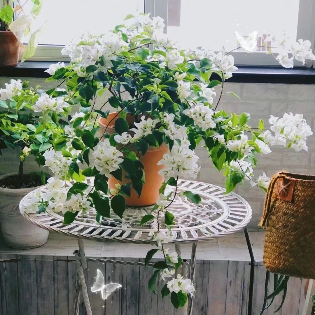 【白雪公主】三角梅四季开花美观好养适合露台阳台庭院种植