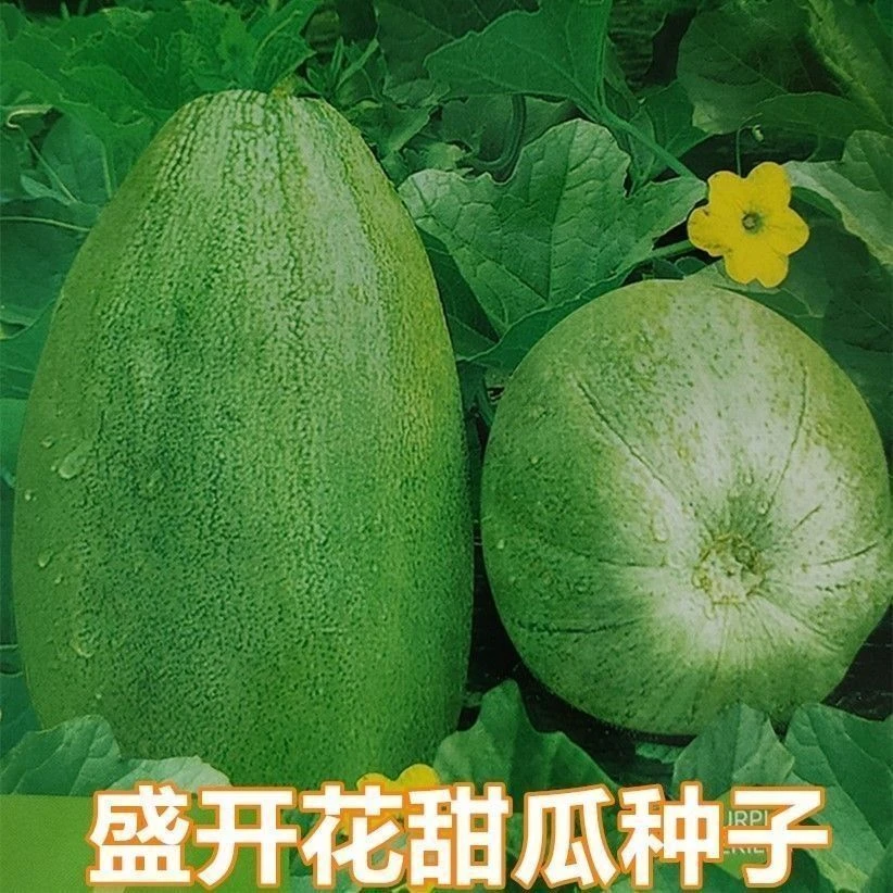 【盛开花甜瓜】种子香瓜籽绿皮绿肉早熟高产春秋季超甜瓜果种