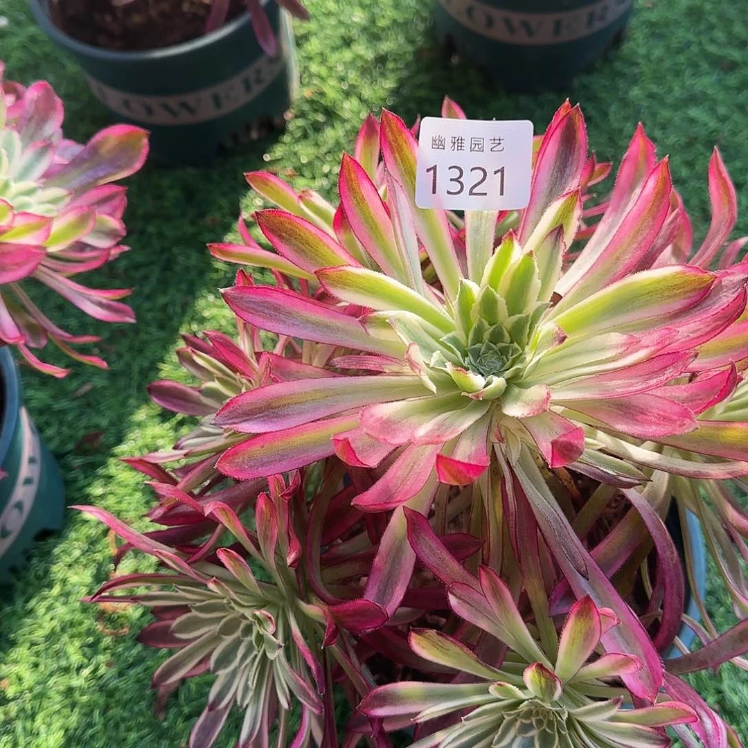 多肉植物仙墨1321