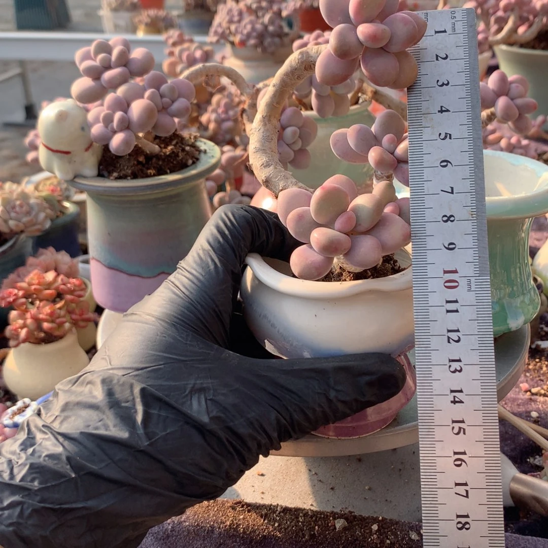 彦***珏92号桃蛋带盆偏远地区不包邮的