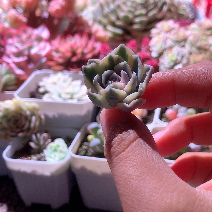 汉堡覆轮锦砍头有根