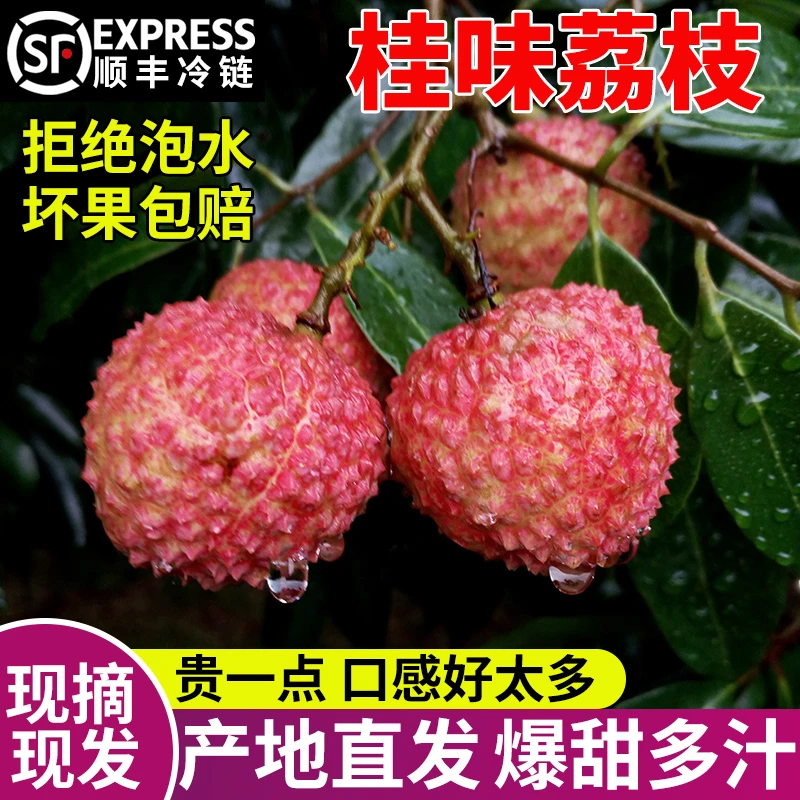 【顺丰冷链】当天现摘高州爆甜桂味荔枝核小广东茂名新鲜荔枝水果