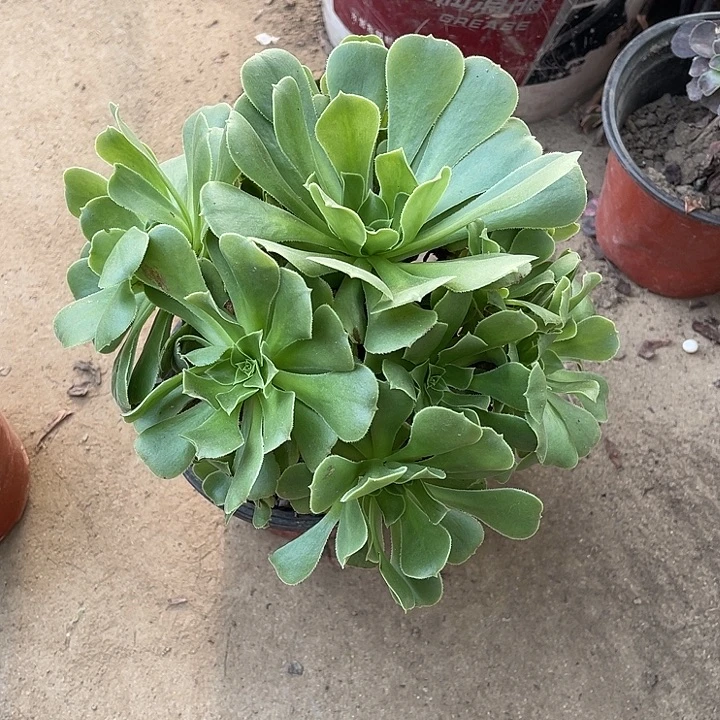 绿玫瑰玫瑰玫瑰玫瑰