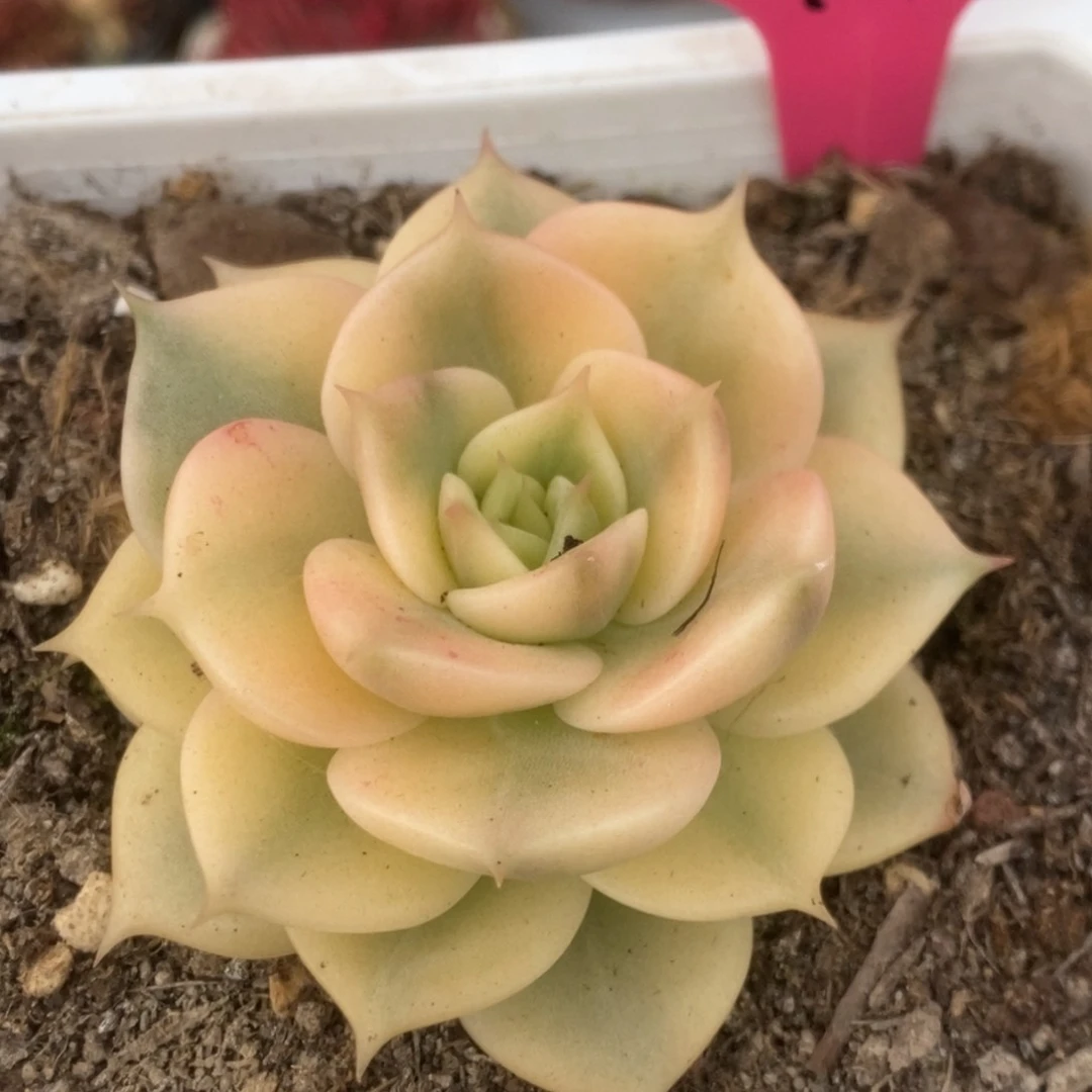 765贝加尔湖锦锦锦锦锦锦