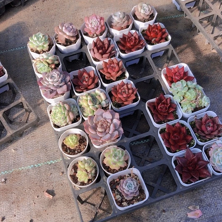 肖***妹肖妹多肉。10颗多肉植物