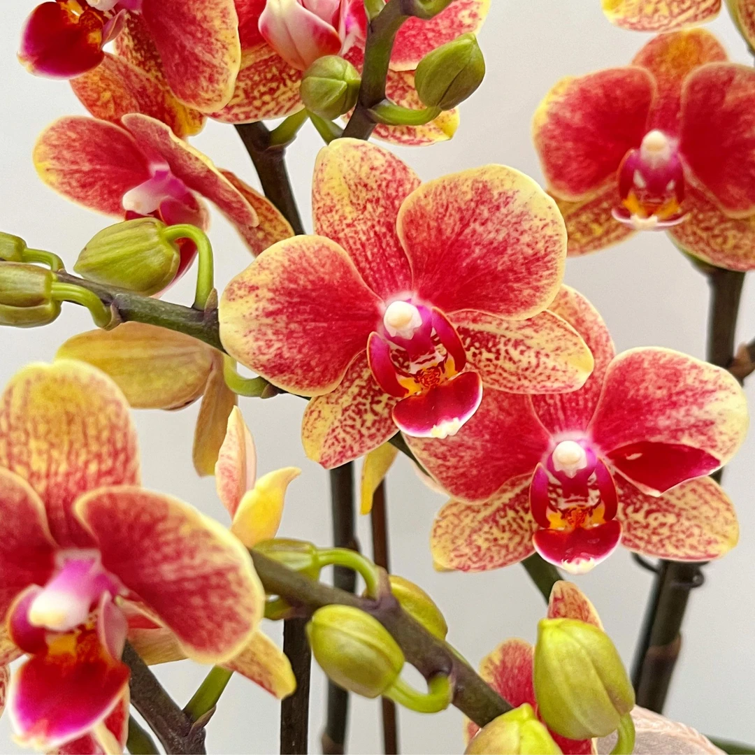 蝴蝶兰《聚宝盆》经典年宵花 桌面花花 好养耐养美观 送礼乔迁