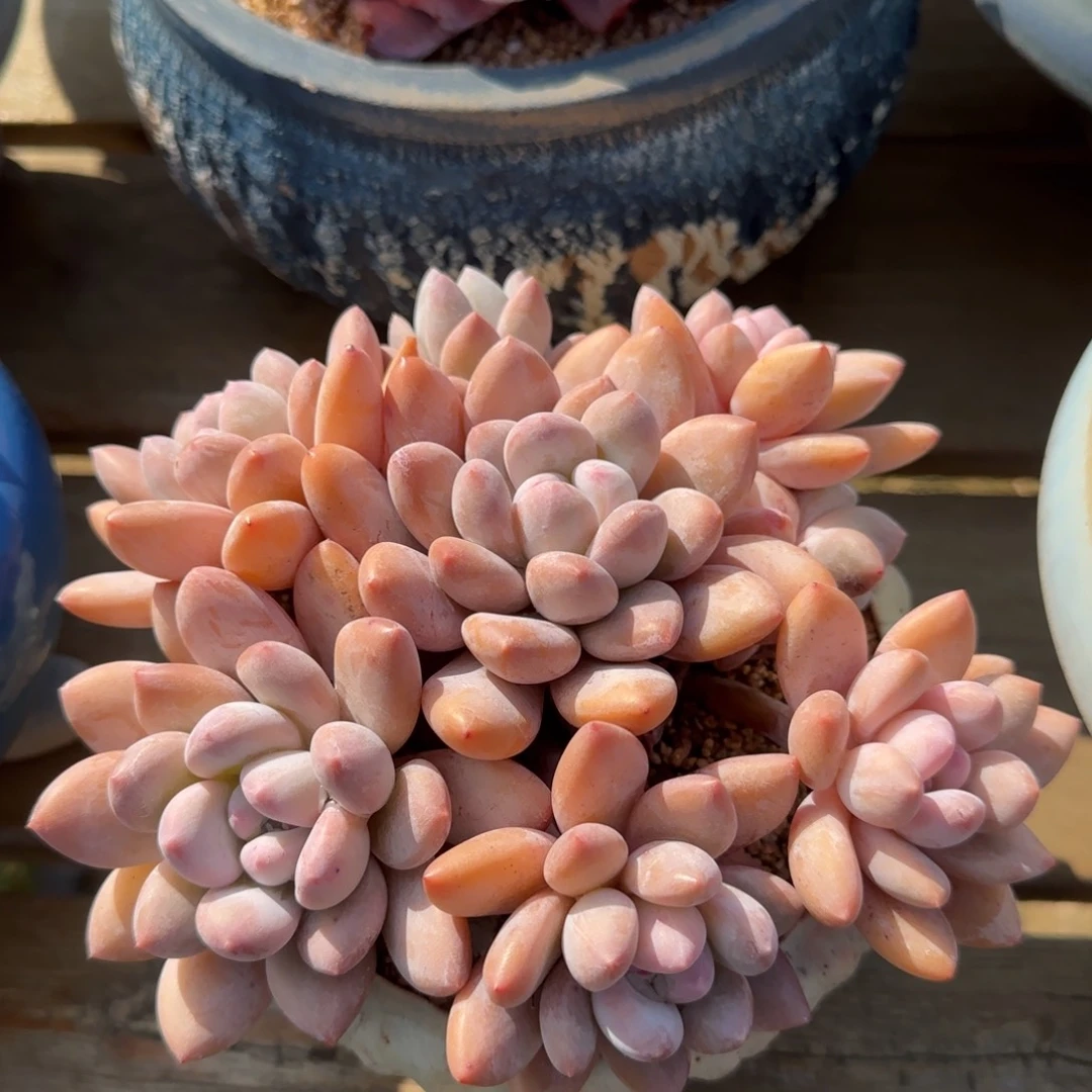 叶植庭多肉：香水