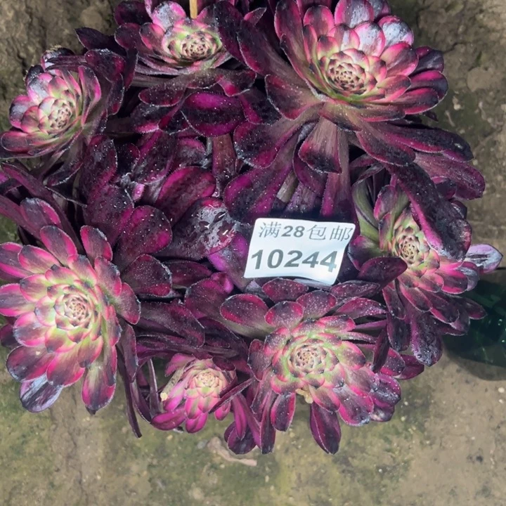 10244红金刚多肉植物