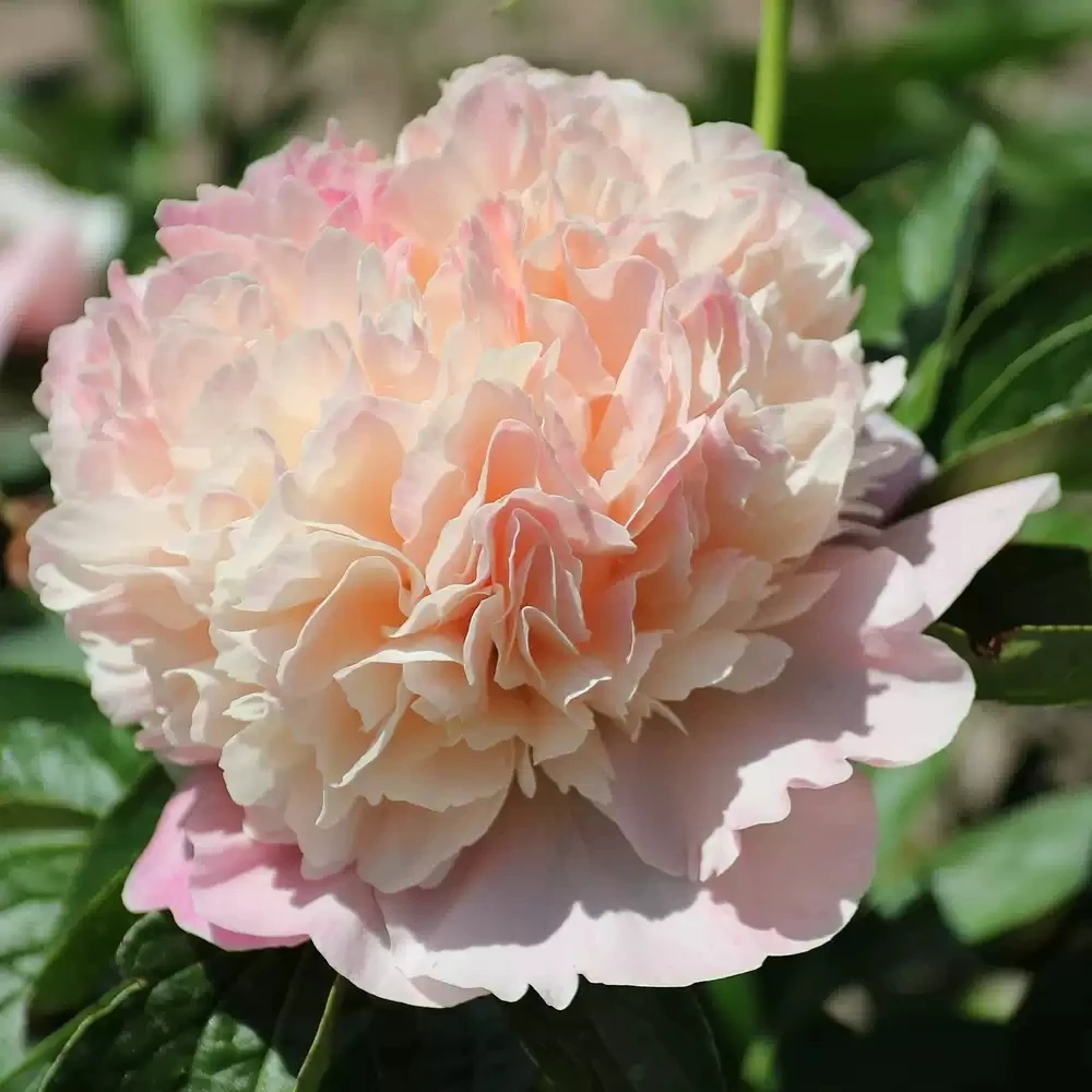 路易斯的选择进口观赏芍药花苗带根块多年生正宗重瓣大花庭院芍药