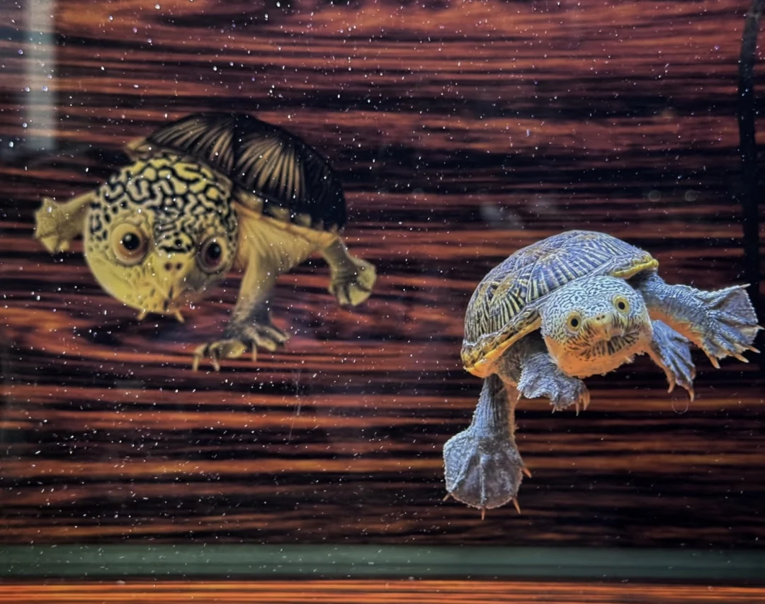 (直播间链接)蛋龟系列 自行下单无效